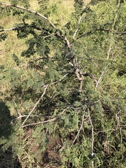 Albizia harveyi