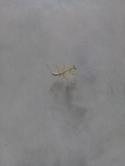 Stagmatoptera femoralis