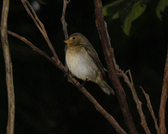 Sporophila caerulescens