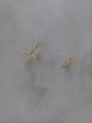 Stagmatoptera femoralis