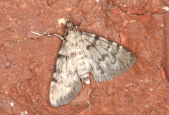 Voliba scoparialis