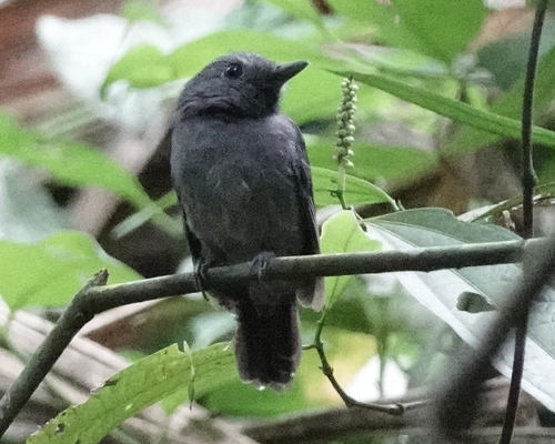 Dusky-throated Antshrike (Thamnomanes ardesiacus), photo 6
