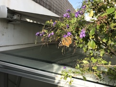 Vanessa cardui