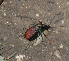 Cicindela dysenterica