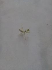 Stagmatoptera femoralis