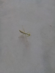 Stagmatoptera femoralis