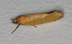 Microbela