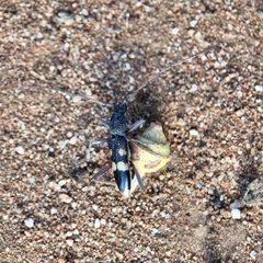 Coleocoptus senio