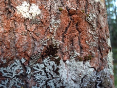 Trentepohlia umbrina