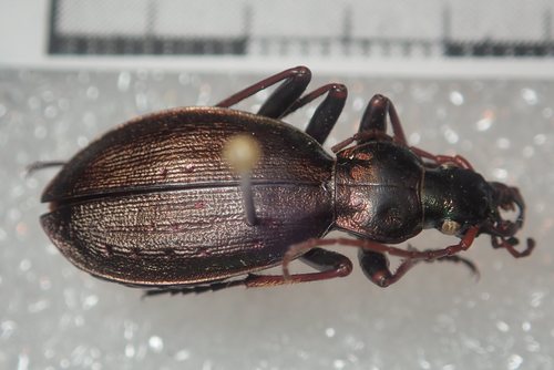 Carabus creutzeri kircheri