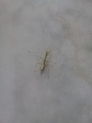 Stagmatoptera femoralis