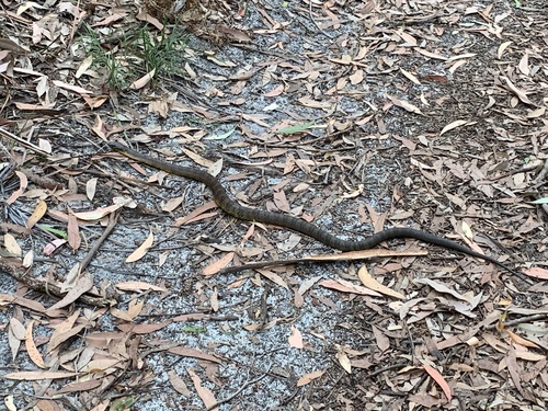Tiger Snake sighting