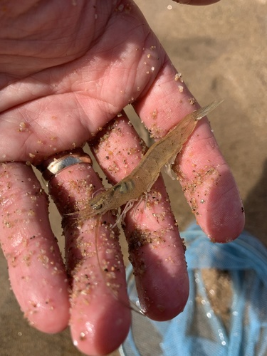 Metapenaeus macleayi observed 2022-01-27