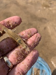 Metapenaeus macleayi