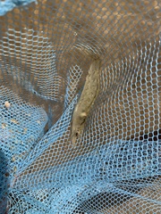 Metapenaeus macleayi