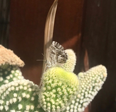 Cacyreus marshalli