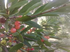 Amyema gaudichaudii