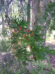 Amyema gaudichaudii