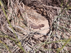 Salvator rufescens