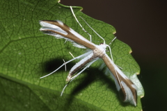 Pterophorus furcatalis