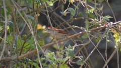 Certhiaxis cinnamomeus