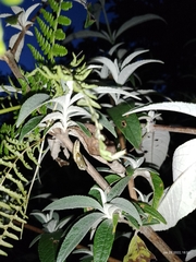 Lepidoptera