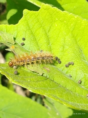 Lepidoptera
