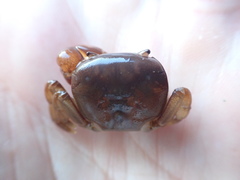 Cyclograpsus insularum
