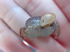 Cyclograpsus insularum