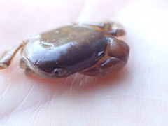 Cyclograpsus insularum