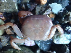 Cyclograpsus insularum