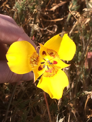 Calochortus clavatus