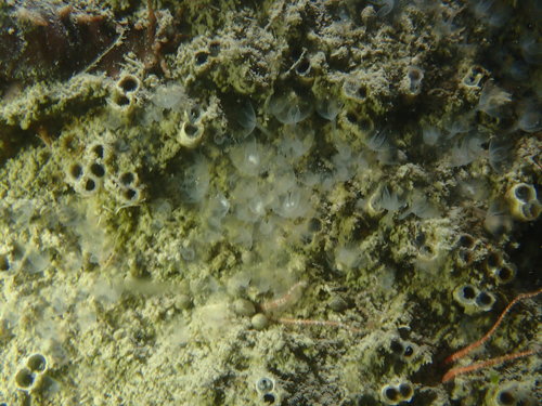 Rocellaria dubia