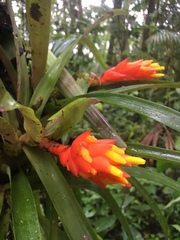 Guzmania jaramilloi
