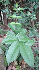 Zanthoxylum nitidum