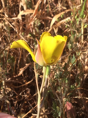 Calochortus clavatus