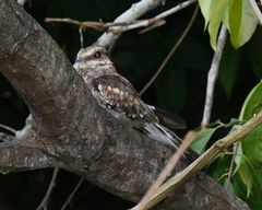 Hydropsalis climacocerca