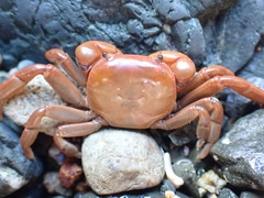 Cyclograpsus insularum