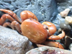 Cyclograpsus insularum