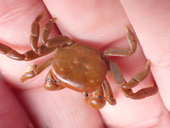 Cyclograpsus insularum