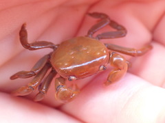 Cyclograpsus insularum