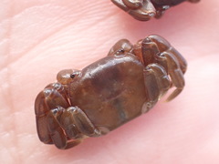 Cyclograpsus insularum