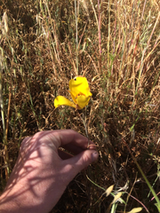 Calochortus clavatus