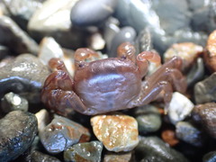 Cyclograpsus insularum