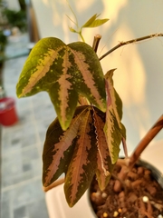 Passiflora trifasciata