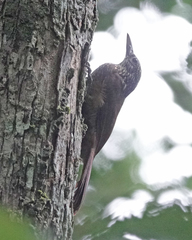 Deconychura longicauda