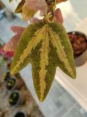 Passiflora trifasciata