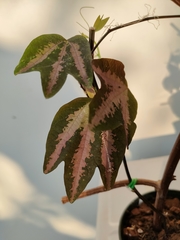 Passiflora trifasciata