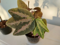 Passiflora trifasciata