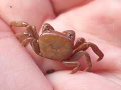 Cyclograpsus insularum